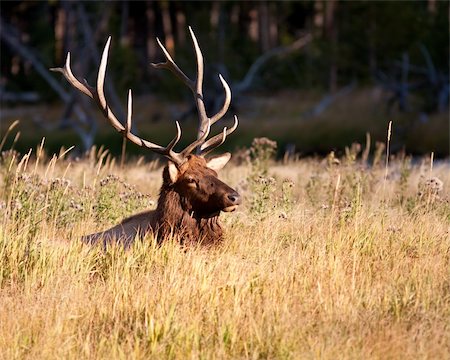 simsearch:400-05013206,k - Bull elk during the fall season Stock Photo - Budget Royalty-Free & Subscription, Code: 400-04785177