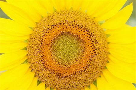 simsearch:400-04313655,k - Sunflower Stock Photo - Budget Royalty-Free & Subscription, Code: 400-04785179