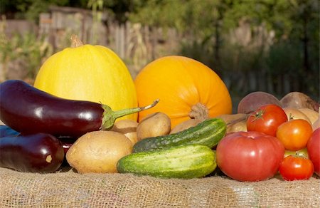 simsearch:400-04785187,k - Harvest: fresh vegetables from garden Photographie de stock - Aubaine LD & Abonnement, Code: 400-04785188