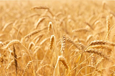 simsearch:400-05714689,k - Ears against ripening wheat field Foto de stock - Royalty-Free Super Valor e Assinatura, Número: 400-04785194