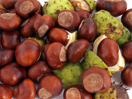 simsearch:859-06470159,k - A Conker is the seed of a Horse Chestnut tree. Photographie de stock - Aubaine LD & Abonnement, Code: 400-04785205