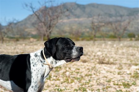 simsearch:400-04288829,k - Black and white pointer hunting dog in full alertness Photographie de stock - Aubaine LD & Abonnement, Code: 400-04785248