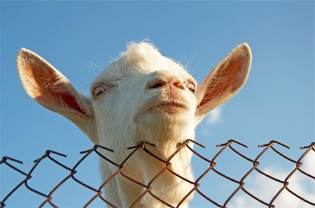 fences and barriers for wild animals - A young goat looks at you from behind a metal fence Stock Photo - Budget Royalty-Free & Subscription, Code: 400-04785472