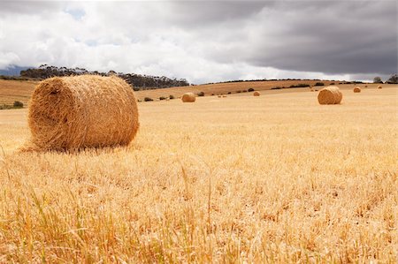 simsearch:400-04809612,k - Hay bales laying in meadow under stormy skies Photographie de stock - Aubaine LD & Abonnement, Code: 400-04785559