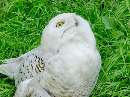 simsearch:400-04785685,k - Looking up white owl on a grass background Stock Photo - Budget Royalty-Free & Subscription, Code: 400-04785686