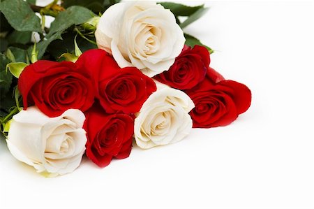 single red rose bud - Red and white roses isolated on white Stock Photo - Budget Royalty-Free & Subscription, Code: 400-04785847