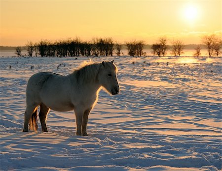 horses in a natural area at sunset a winter day Stock Photo - Budget Royalty-Free & Subscription, Code: 400-04786006