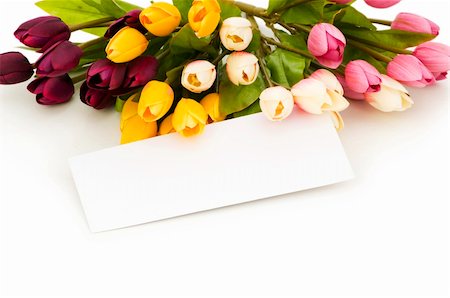 simsearch:400-05033064,k - Tulips and blank message isolated on white Foto de stock - Royalty-Free Super Valor e Assinatura, Número: 400-04786102