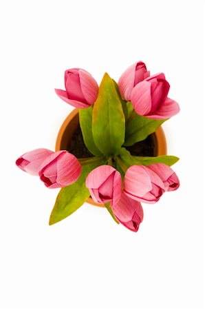 simsearch:400-07179442,k - Colourful tulips isolated on the white background Stock Photo - Budget Royalty-Free & Subscription, Code: 400-04786114