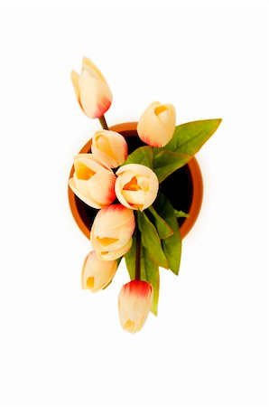 simsearch:400-07179442,k - Colourful tulips isolated on the white background Stock Photo - Budget Royalty-Free & Subscription, Code: 400-04786116