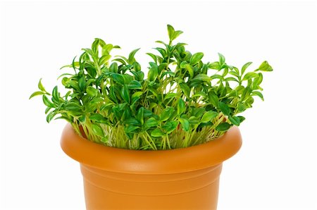 simsearch:400-04546828,k - Green saplings growing in the clay pot Stock Photo - Budget Royalty-Free & Subscription, Code: 400-04786174