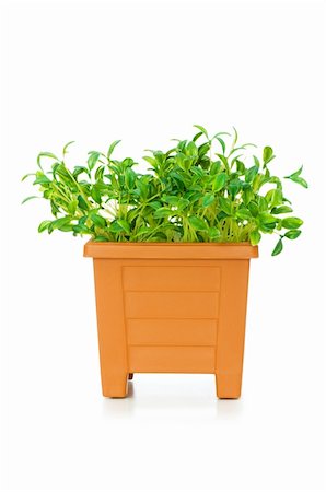 simsearch:400-04789618,k - Green saplings growing in the clay pot Foto de stock - Royalty-Free Super Valor e Assinatura, Número: 400-04786175