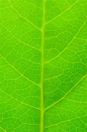 elnurcrestock (artist) - Very extreme close up of green leave Stock Photo - Budget Royalty-Free & Subscription, Code: 400-04786177