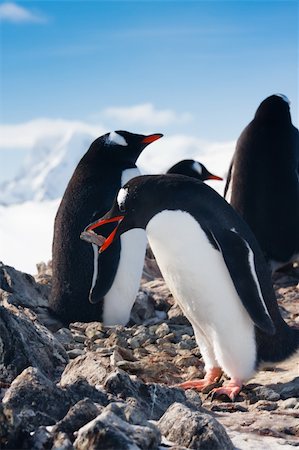 penguins dreaming sitting on a rock, mountains in the background Stock Photo - Budget Royalty-Free & Subscription, Code: 400-04786237