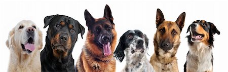 setter inglês - composite picture with purebred   dogs in a white background Foto de stock - Royalty-Free Super Valor e Assinatura, Número: 400-04786430