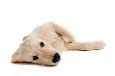 simsearch:400-04361715,k - purebred puppy golden retriever in front of a white background Fotografie stock - Microstock e Abbonamento, Codice: 400-04786431