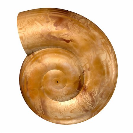 simsearch:400-05077592,k - Spiral shell isolated on white Foto de stock - Royalty-Free Super Valor e Assinatura, Número: 400-04786666