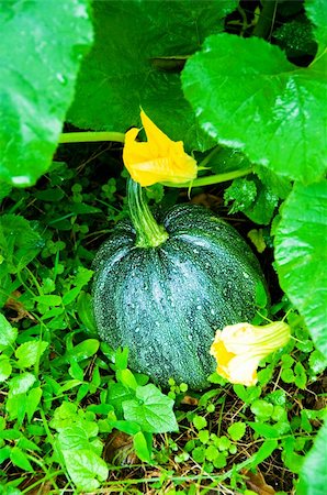 simsearch:400-07089027,k - Ripen pumpkin on the field Stock Photo - Budget Royalty-Free & Subscription, Code: 400-04786873