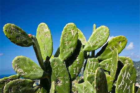 Tropical Cactus Photographie de stock - Aubaine LD & Abonnement, Code: 400-04787100