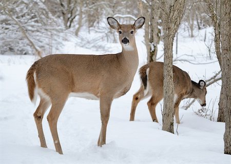 simsearch:400-04793517,k - Whitetail deer doe standing in the woods in winter snow. Foto de stock - Super Valor sin royalties y Suscripción, Código: 400-04787349