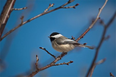 A Black-capped Chickadee holds a seed in its mouth while perching on a branch. Photographie de stock - Aubaine LD & Abonnement, Code: 400-04787666