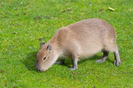 Capybara Photographie de stock - Aubaine LD & Abonnement, Code: 400-04787764