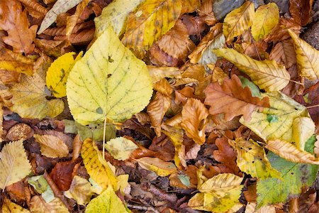 Autumn leaves fallen on the ground Stock Photo - Budget Royalty-Free & Subscription, Code: 400-04787796