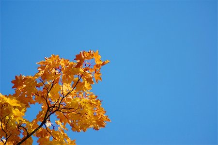 photo frame in heaven - golden fall leave of a tree in a forrest on blue sky Stock Photo - Budget Royalty-Free & Subscription, Code: 400-04787953