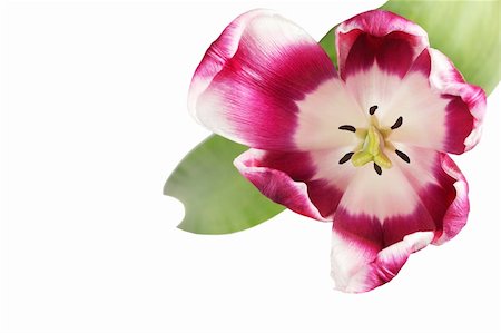 simsearch:400-05705548,k - Beautiful tulip close-up on white background Fotografie stock - Microstock e Abbonamento, Codice: 400-04788120
