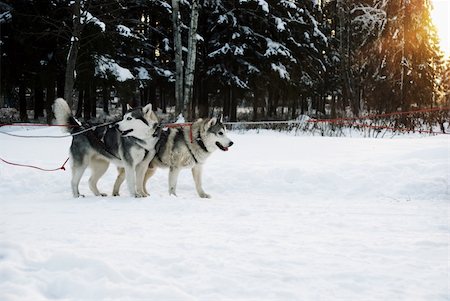 Dogs in a team in winter on a background sunset Stock Photo - Budget Royalty-Free & Subscription, Code: 400-04788135