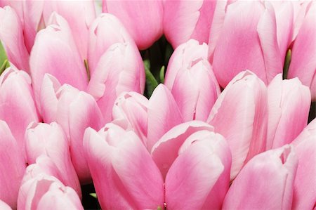 simsearch:400-04478105,k - Close-up of closely bundled pink tulips / pattern Photographie de stock - Aubaine LD & Abonnement, Code: 400-04788139