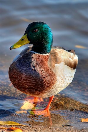 Shot of the wild duck - mallard Stock Photo - Budget Royalty-Free & Subscription, Code: 400-04788662