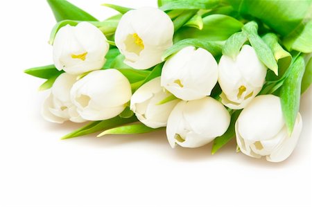 simsearch:400-04340566,k - white tulips Photographie de stock - Aubaine LD & Abonnement, Code: 400-04788745