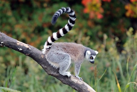 Picture of a beautiful Ring-tailed Lemur from Madagascar Photographie de stock - Aubaine LD & Abonnement, Code: 400-04788829