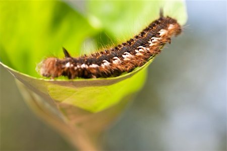 Macro view of hairy caterpillar on a green leaf Stock Photo - Budget Royalty-Free & Subscription, Code: 400-04788884