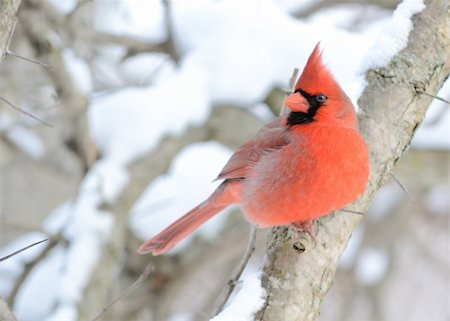 A male cardinal perched on a tree branch. Stockbilder - Microstock & Abonnement, Bildnummer: 400-04788950