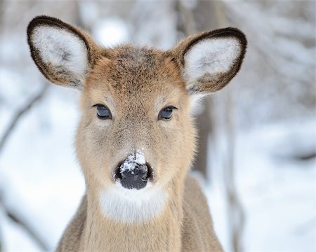 simsearch:400-04793517,k - Whitetail deer yearling standing in the woods in winter snow. Foto de stock - Super Valor sin royalties y Suscripción, Código: 400-04788951