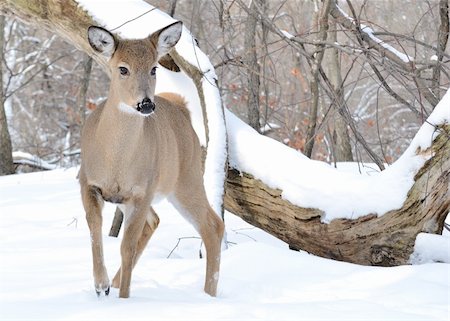 simsearch:400-04793517,k - Whitetail deer doe standing in the woods in winter snow. Foto de stock - Super Valor sin royalties y Suscripción, Código: 400-04788952