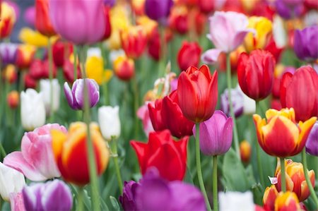 simsearch:400-06790189,k - Bright and colorful tulips flower blooming in a park Stock Photo - Budget Royalty-Free & Subscription, Code: 400-04789014