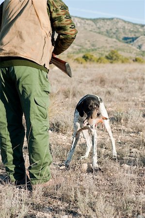 simsearch:400-04288829,k - Pointer hunting dog retreiving a quail to the hunter Photographie de stock - Aubaine LD & Abonnement, Code: 400-04789209