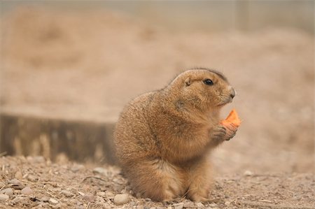 simsearch:400-05170877,k - Prairie Dog eating carrot shot was taken in Kaunas zoo Foto de stock - Super Valor sin royalties y Suscripción, Código: 400-04789273