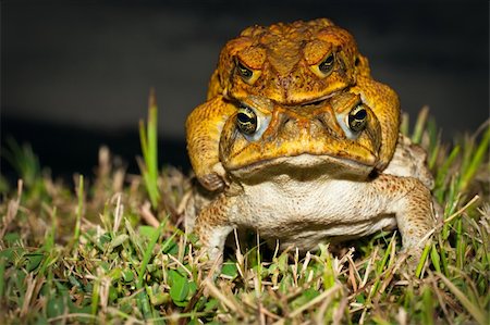 poisonous frog - Two cane toads (Bufo marinus) mating in the grass Photographie de stock - Aubaine LD & Abonnement, Code: 400-04789352