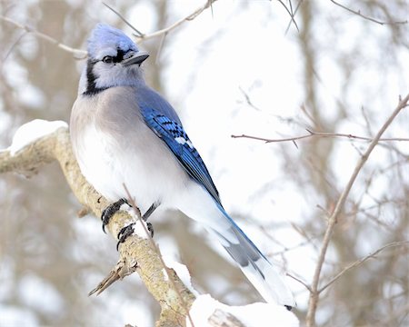 A blue jay perched on a tree branch. Stockbilder - Microstock & Abonnement, Bildnummer: 400-04789466