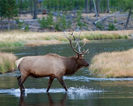 simsearch:400-05013206,k - Bull elk during fall in Yellowstone Stock Photo - Budget Royalty-Free & Subscription, Code: 400-04789533