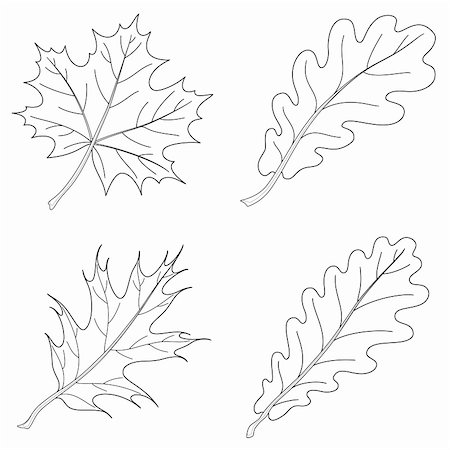 Leaves of plants, nature object, vector, isolated, set, contour: maple, oak, oak iberian Stock Photo - Budget Royalty-Free & Subscription, Code: 400-04789776