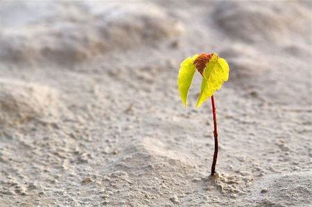 parched - Small Rostock of a tree in desert Stock Photo - Budget Royalty-Free & Subscription, Code: 400-04789798