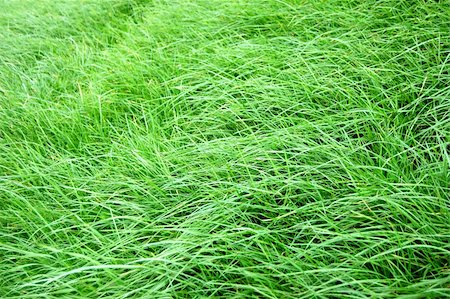 simsearch:400-05118067,k - green grass texture on a meadow or grassland Stock Photo - Budget Royalty-Free & Subscription, Code: 400-04780139