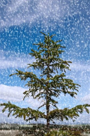 simsearch:400-06741971,k - a lone conifer tree against a cloudy scenic background Foto de stock - Super Valor sin royalties y Suscripción, Código: 400-04780382