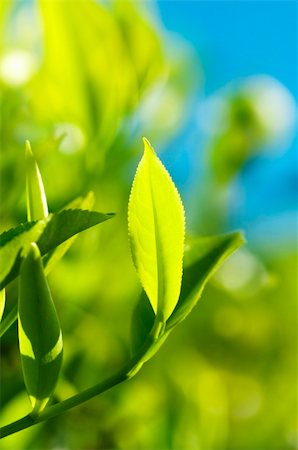 sky tea - Close up tea leaves with morning sunlight, Cameron Highland Malaysia. Stock Photo - Budget Royalty-Free & Subscription, Code: 400-04780477