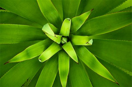 Close up picture of an Agave plant, overhead view Photographie de stock - Aubaine LD & Abonnement, Code: 400-04780473